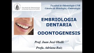 Odontogénesis Cátedra de Histología y Embriología FORUNR [upl. by Ardnoyek]