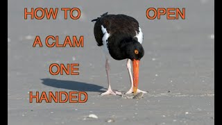 The American Oystercatcher NARRATED [upl. by Attolrahc]