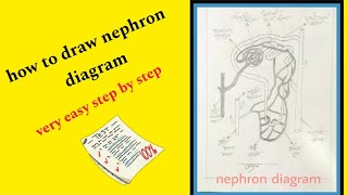 how to draw nephron diagramvery easy  step by steppenci sketch [upl. by Leveridge]