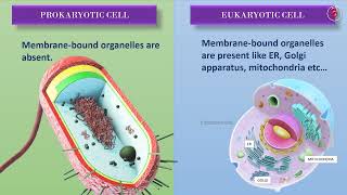 Prokaryotic and Eukaryotic Cells  Differences  Basic Biology [upl. by Gilberte]