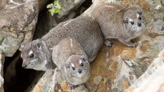 The eerier call of the Rock Hyrax Dassie [upl. by Otrevlig]