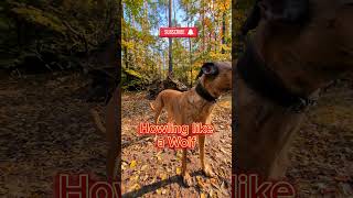 Howling like a wolf 🐺🐶🚨 dog howling galgo rescuedog happydog trending wolf howling [upl. by Ressay]