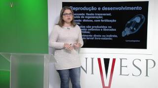 Zoologia de Invertebrados  Aula 18  Filos Sipuncula Echiura e Priapulida [upl. by Bautista]