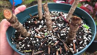 Growing RED TI LEAF Plant  Cordyline Fruticosa [upl. by Sanderson]