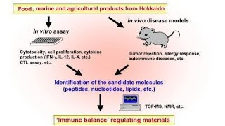 Immunological screening genomic library screening method [upl. by Hoenack]