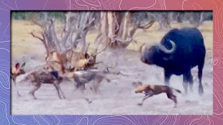 Wild Dogs vs Cape Buffalo at Water Hole [upl. by Audsley]