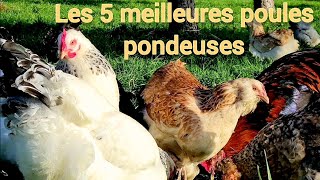 Les 5 meilleures poules pondeuses [upl. by Bunde244]