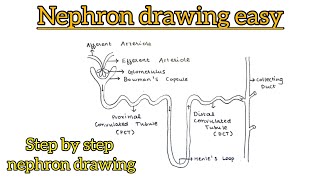 How to draw Nephron easy  Nephron diagram  Structure of Nephron  Step by step Nephron drawing [upl. by Anohr]