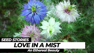 SEED STORIES  Love In A Mist An Ethereal Beauty [upl. by Spalla850]