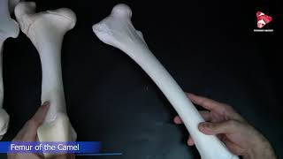 Comparative anatomy of the Femur Bone [upl. by Holbrooke]