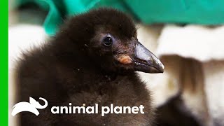 Puffling Learns To Swim  The Zoo [upl. by Gene]