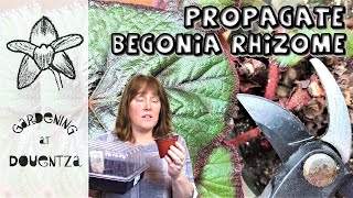 How to Propagate Begonias from Rhizomes  removing spare rhizomes or dissecting the parent plant [upl. by Nats158]