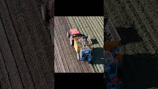 Suger Beet Harvesting  Kubota MD117  SANEI Industry BMK07 short [upl. by Derej]