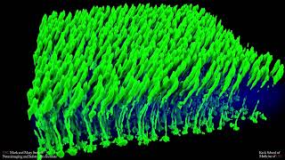 Cone photoreceptors in rat retina [upl. by Asyle]