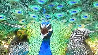 Peacock call  Peacock Noise  Peacock sounds and opening slow motion beautifull feathers [upl. by Lorna923]