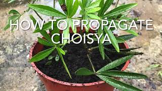 How To Propagate Choisya How To Take Cuttings Of Choisya Get Gardening [upl. by Shaughn]