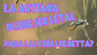 Artemia  cultivo y alimento para peces BETTAS [upl. by Eyks]