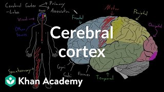 OSSM Neuro Chapter 12  Somatosensory Cortex [upl. by Lotson]