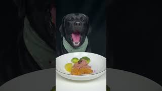 Aunts do you have any suggestions for good food Labrador Cute pet debut plan [upl. by Runkle]