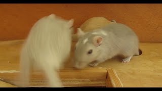 Gerbil Army  Rennmäuse tragen Futter ins Nest [upl. by Sackey]