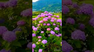 hydrangeamacrophyllaгортензияgardenгортензіяflowers parkjardinshortsアジサイсадnaturelove [upl. by Jankey744]