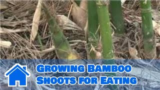 Bamboo Growing 101  Growing Bamboo Shoots for Eating [upl. by Nali]