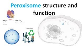 Peroxisomes Structure and function [upl. by Corabella]