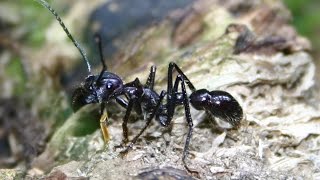 Paraponera clavata Folge3 Haltungsbericht [upl. by Naitsirc236]