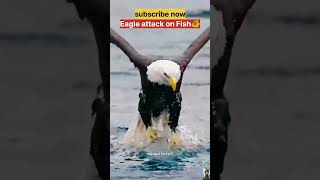 Eagle attack on Fish 🐠 । shorts eagle wildlife । [upl. by Revolc]