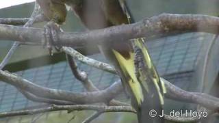 Green Oropendola [upl. by Margarete450]