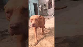 Zimmy  apbt game  gamequeenviralvideo doglover [upl. by Libna]