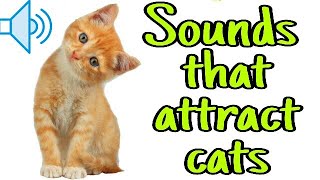 Sounds that attract cats  Meow to make cats come to you [upl. by Areemas711]