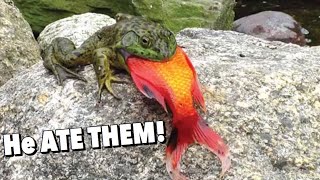 CRAZY WILD BULLFROG ATE MY POND FISH [upl. by Juley]