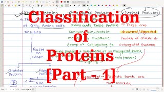 28 Classification of Proteins Part1  Based on Functions Chemical nature Solubility amp Shape [upl. by Jude]