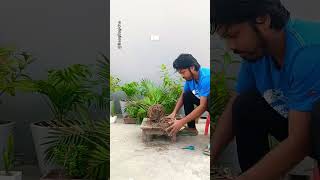 Areca Palm Care 🪴✂️ terracegarden viralvideo trending [upl. by Andri212]