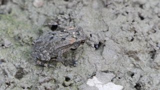 Small Toad hops spots Beetle flicks tongue [upl. by Phail128]