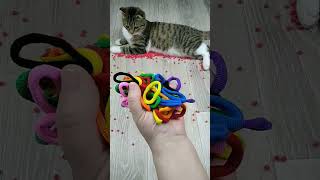 Cat barsik reverse video cat catvideos billi [upl. by Rahr367]