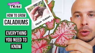 How to grow Caladiums from bulbs Caladium tubers [upl. by Christye710]