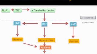 Purine metabolic pathway [upl. by Alyaj]