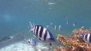 Coral Fish  Mombasa Kenya [upl. by Zilvia528]