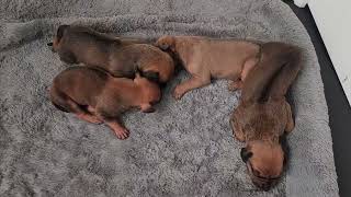 Rhodesian Ridgeback puppies [upl. by Helyn]