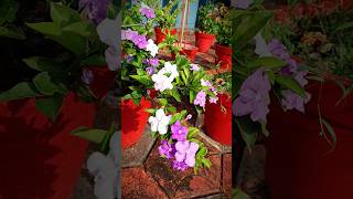 magical flower plant 3 colour flower in 1 palant best flowering plant malayalam shorts gardening [upl. by Luana745]