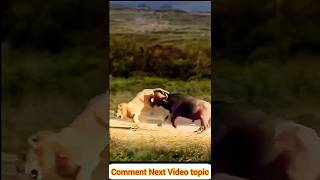 Buffalo vs Lion Incredible Showdown Ends with Lion Running for Its Life [upl. by Rosco134]