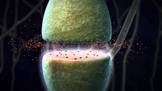 Chemical Synapse Animation [upl. by Kraska]