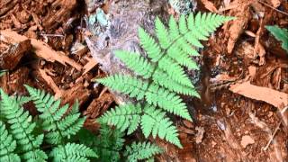 Dryopteris expansa [upl. by Penhall]