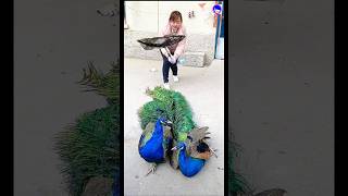 Super peacock video peacock shorts bdsports bollywood romanticsong [upl. by Fenella504]