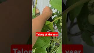 Harvest my Eggplant Para paksiw 2024 trending shortvideo subscribe short [upl. by Geiss215]