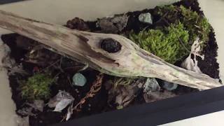 BioActive Vivarium Set Up  Isopods Millipedes Centipedes and Slugs [upl. by Humphrey]