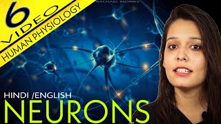 Neurons  Neurons and How They Work  Neurons In Hindi  Neurons In The Brain  GYT  Rachael [upl. by Ellednahc]