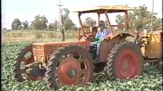 Farming and Handling of Yabbies Documentary [upl. by Ophelia628]